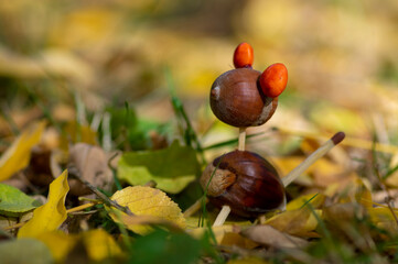 Organic animal made from brown acorns, marrons, magnolia soulangeana seeds and safety matches