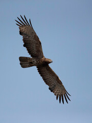 Oriental Honey buzzard  in flight, Tadoba Andhari Tiger Reserve, India