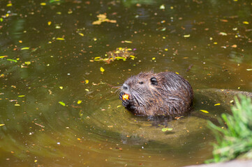 Myocastor coypus nutria large herbivorous semiaquatic rotent eating carrot