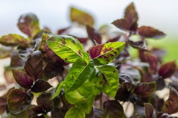 Great common basil Ocimum basilicum red rubin with ornamental beautiful reddish purple leaves, cuisine ingredient plant