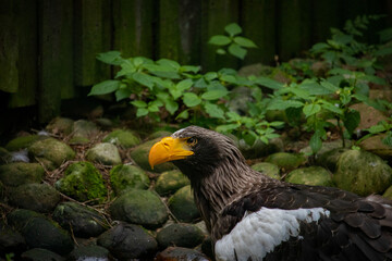 Seeadler