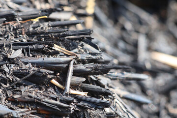 closeup of rice stalk charcoal