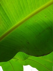 Banana leaves, close up of green leaf, nature background