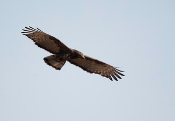 Oriental Honey buzzard  in flight, Tadoba Andhari Tiger Reserve, India