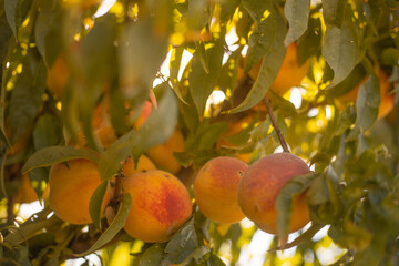 peach tree branch in field