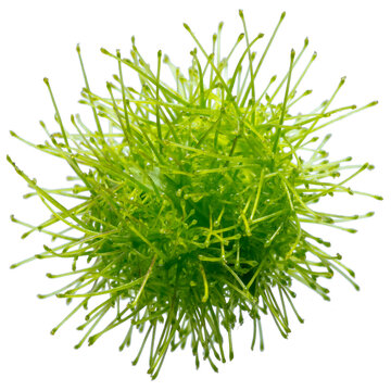 Jeune fruit de passiflore semblable au virus, fond blanc 