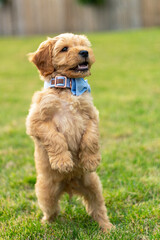 Goldendoodle Puppy 24