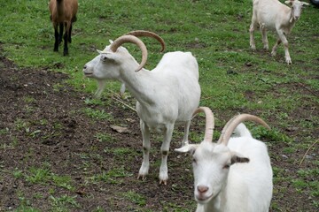 wild goat in a farm land