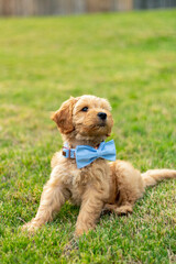 Goldendoodle Puppy 23