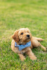 Goldendoodle Puppy 19
