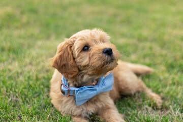 Goldendoodle Puppy 18