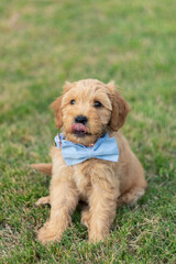 Goldendoodle Puppy 15