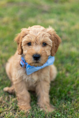 Goldendoodle Puppy 13