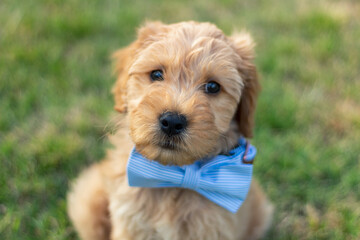 Goldendoodle Puppy 6