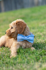 Goldendoodle Puppy 5