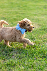 Goldendoodle Puppy4