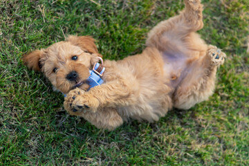 Goldendoodle Puppy 3