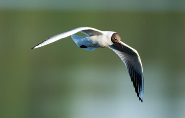 Obraz premium Rauchmöwe