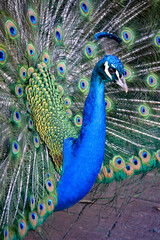 Fototapeta premium Peacock display