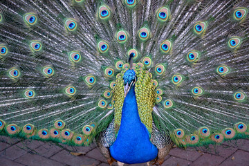Obraz premium Peacock display