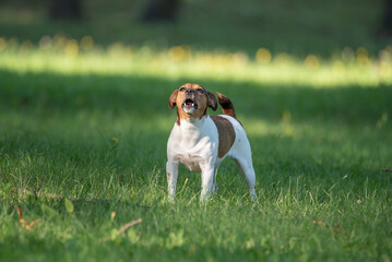 Angry Jack Russell Terrier barks in the park.