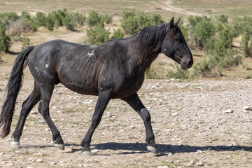 Wild Horse in Spring in the Utah Desert