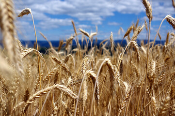 champ de blé  © Gwenaelle.R