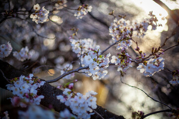 川沿いに咲く桜