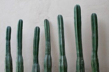 Sayulita Cacti