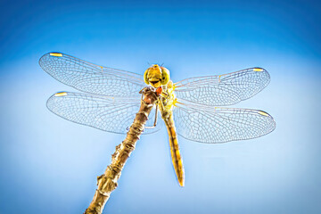 A dragon fly sitting on a little branch in the garden.
