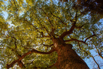 陽に照らされる大きな木と枝