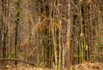 Tigress Lara cub looking from the bamboo forest, Tadoba Andhari Tiger Reserve, India