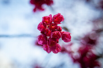 濃い色の桜の花