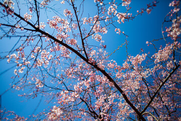 青空と桜