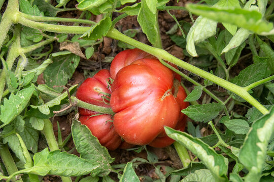 Tomates morunos
