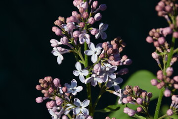 Arbusto de lilo en flor en primavera