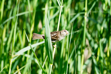 Spatz