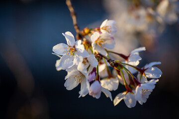 夕日に照らされる桜の花