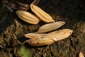closeup of ripe rice husks with brownish skin