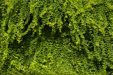 Nature curtains Green leaves background. Cat`s Claw Vine Flower Macfadyena Unguis-cati L. A.H....