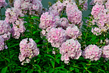 Beautiful pink Phlox flowers close up in the bright sun