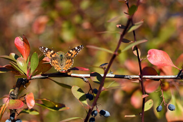 ....Painted Lady butterfly (Vanessa Cardui), wings opened sitting on the autumn multicolored leaves in the sunlight