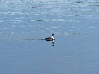(Podiceps cristatus) Haubentaucher mit bräunlich schwarz Körperoberseite, rötlichen Körperseiten, weiß Brust, einem braunen First, roter Schnabel mitten in einem ruhigen See