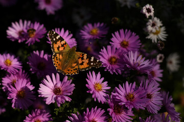Painted Lady butterfly (Vanessa Cardui), wings opened sitting on the purple flowers of Aster Symphyotrichum novi-belgii in sunlight