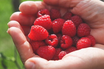 Red juicy raspberries in the hands of a woman. Gifts of the past summer. Juicy vitamin delicacy.