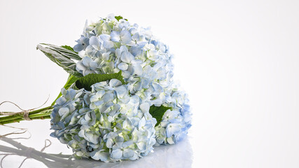 Light blue branch of hydrangea on a white background. Web banner format. Copy space