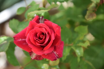 rosa roja en el jardín