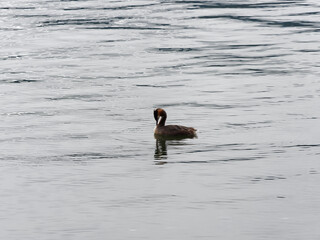 (Podiceps cristatus) Haubentaucher. Prächtiger Wasservogel auf dem ruhigen Wasser eines Sees...