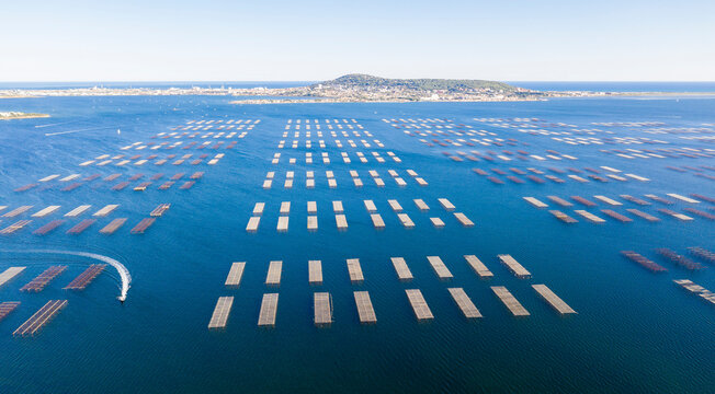 Panorama of oyster tables in Bouzigues on the Thau pond, in Herault in Occitania, France