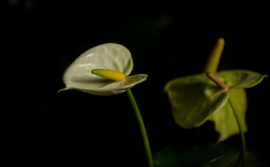 lily flower